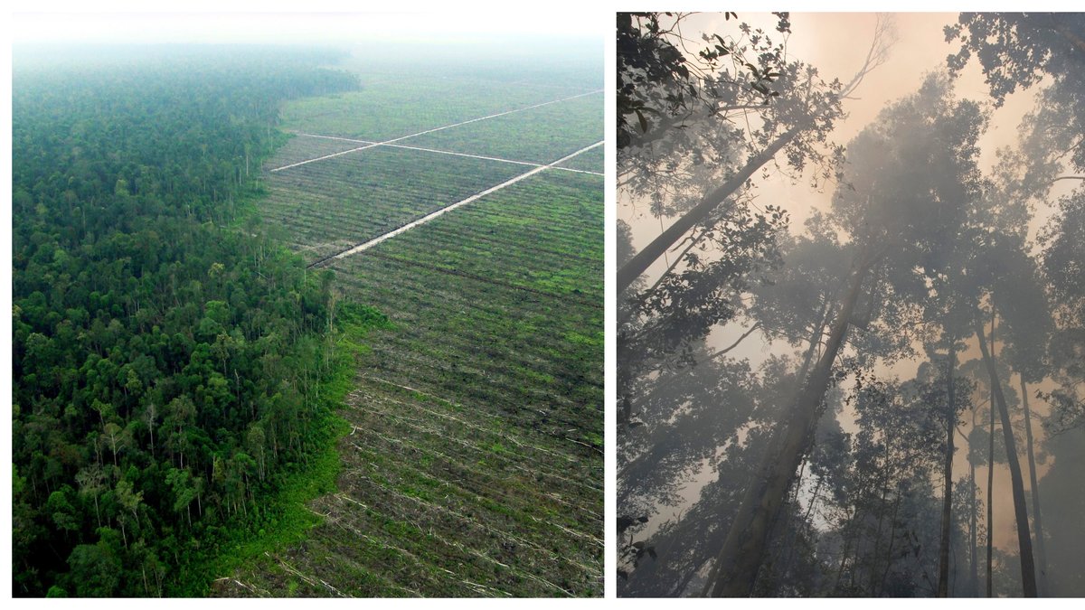 Vandrar 70 mil baklänges – vill stoppa avskogningen.